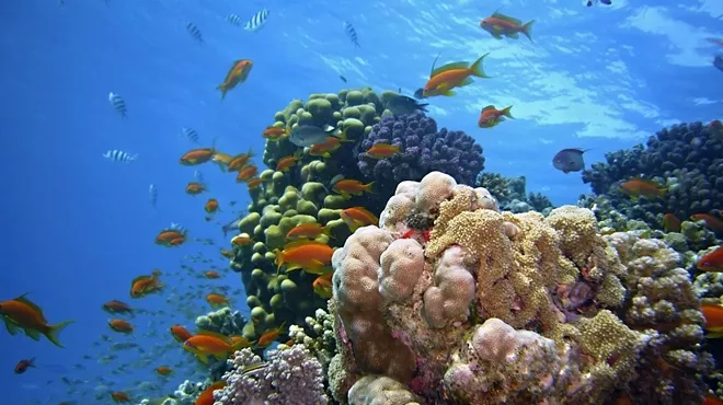 Image: Key Largo Adventure – Sun, Snorkeling, and Surprises for All Ages