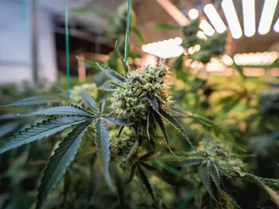 The Michigan Cannabis Regulatory Agency has stepped up compliance enforcement.