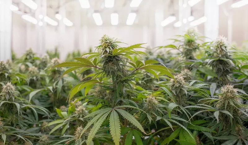 Michigan regulators have been cracking down on cannabis businesses that commit violations. - Shutterstock